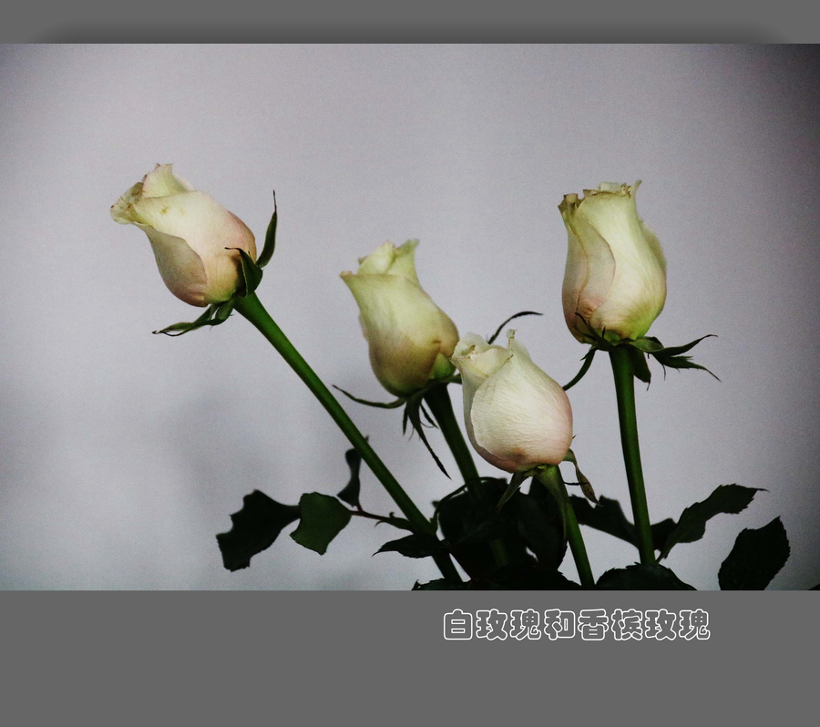 【白玫瑰和香槟玫瑰摄影图片】家里生态摄影