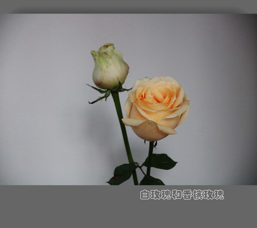 【白玫瑰和香槟玫瑰摄影图片】家里生态摄影_太平洋电脑网摄影部落