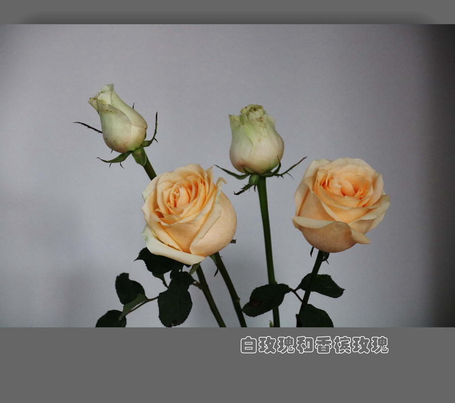 【白玫瑰和香槟玫瑰摄影图片】家里生态摄影