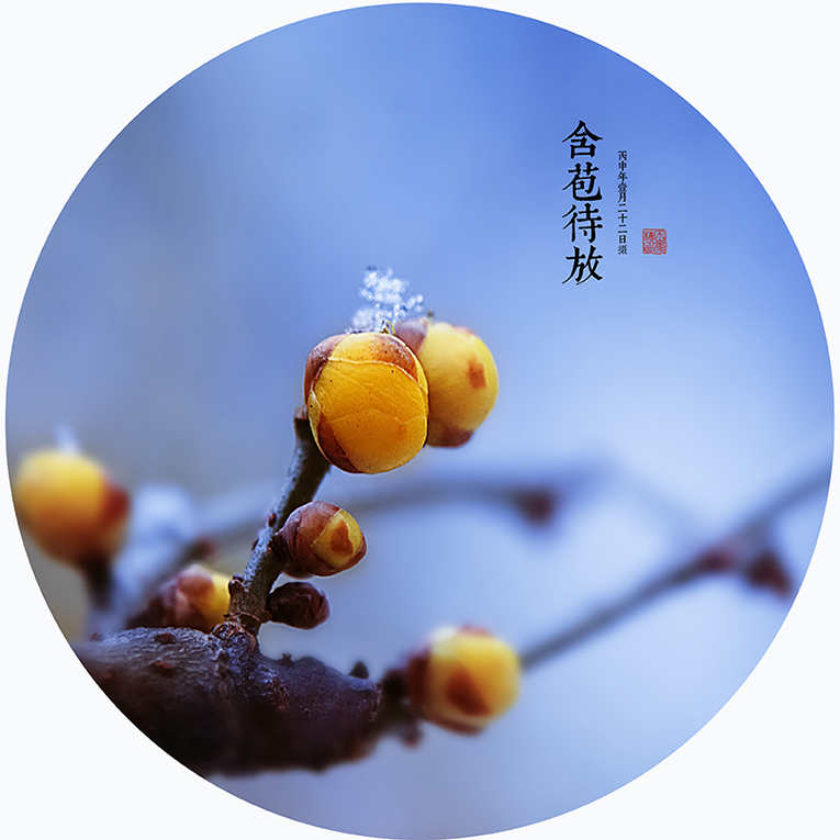 【寒雪傲梅迎春来