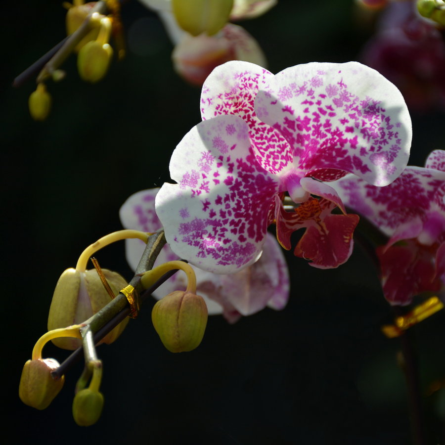 百花迎春