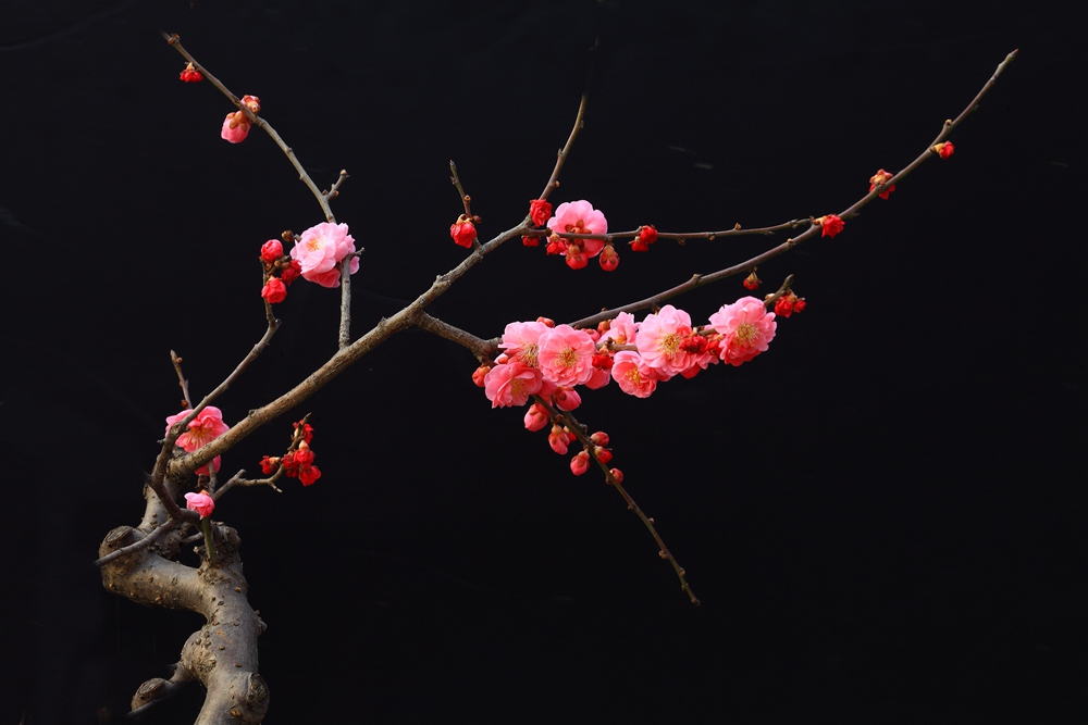 植物园梅花二