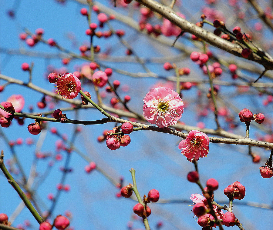 红梅花开