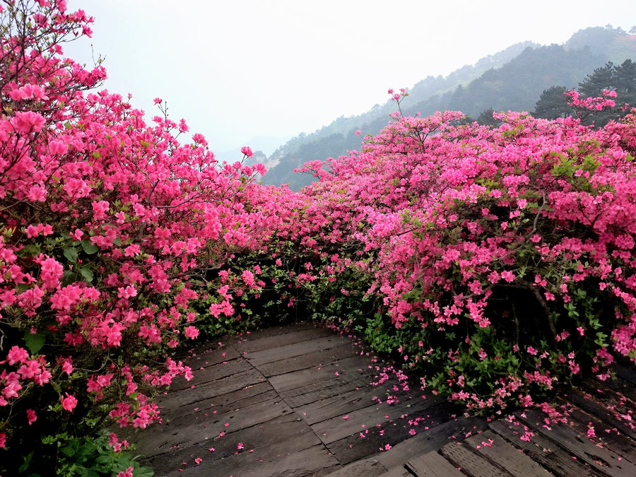 杜鹃花海