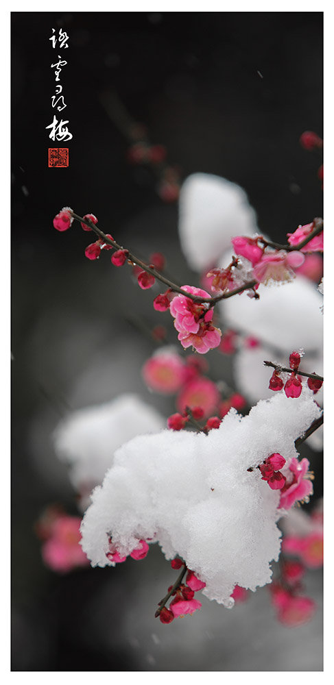 踏雪寻梅