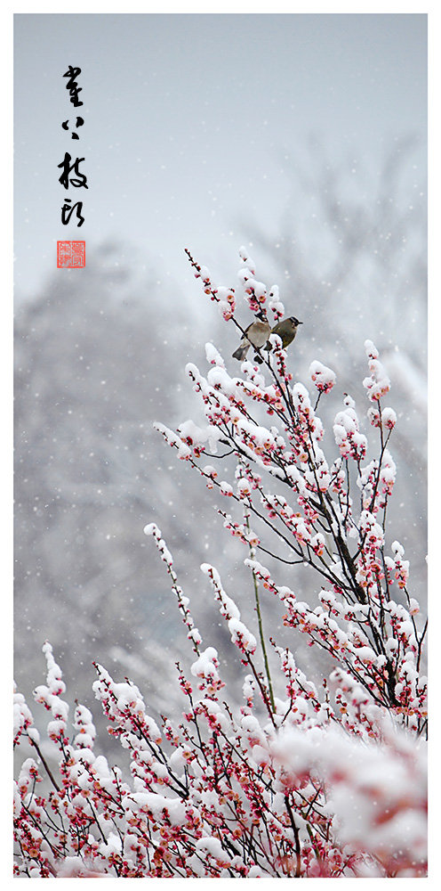 踏雪寻梅