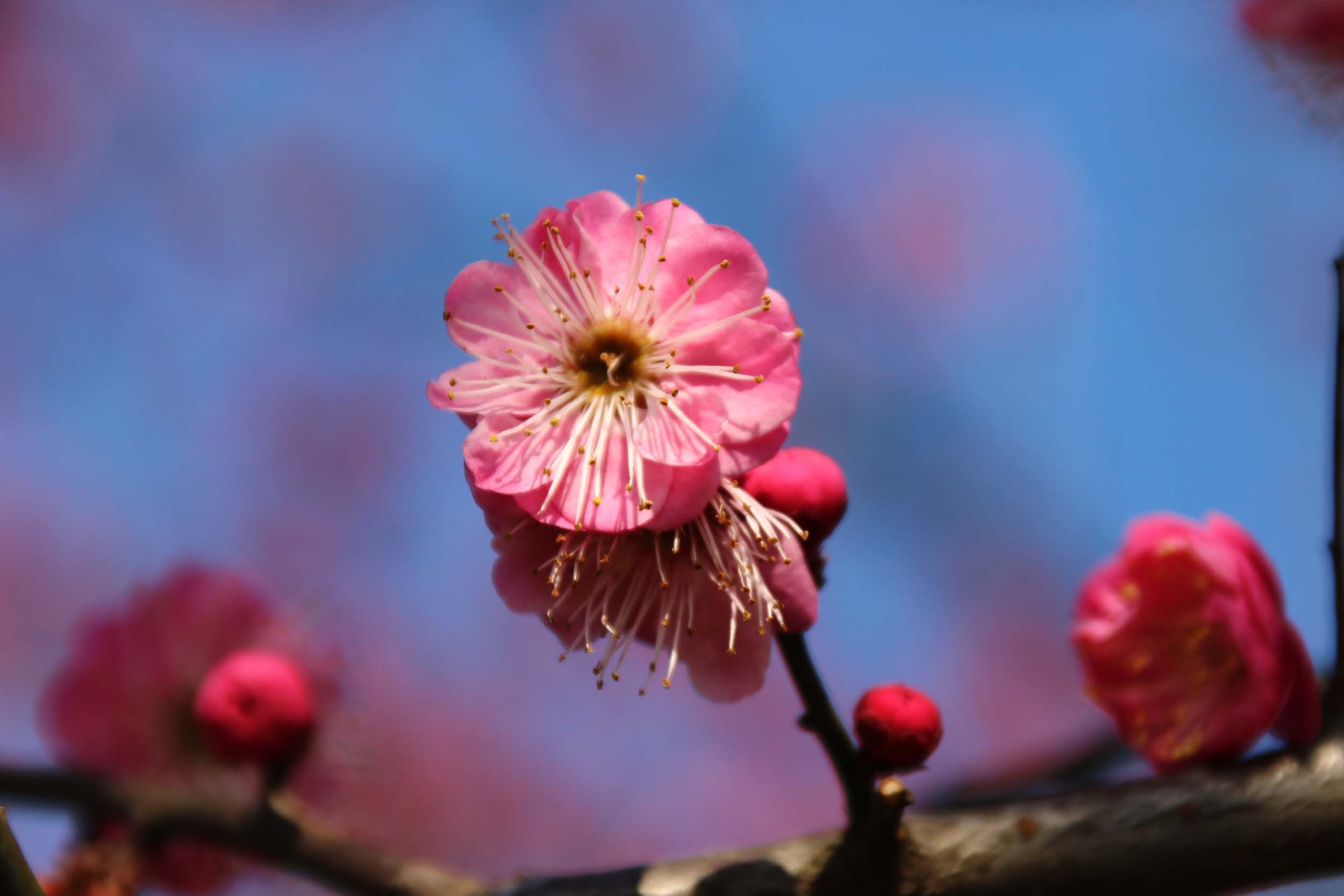 再拍梅花