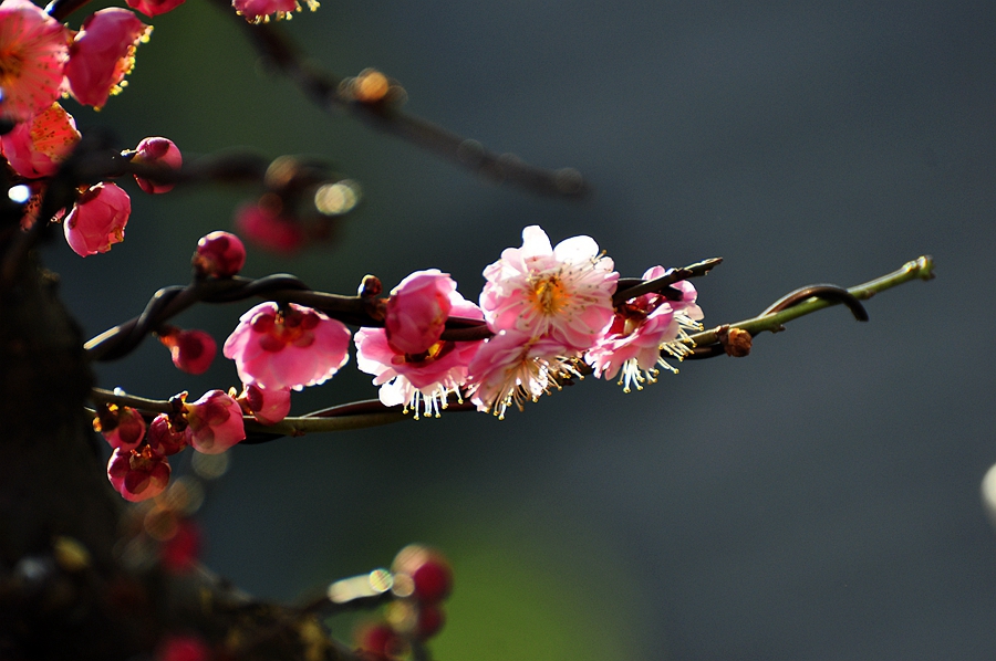 梅花绽开