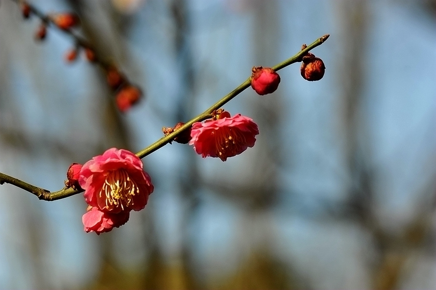 梅花绽开