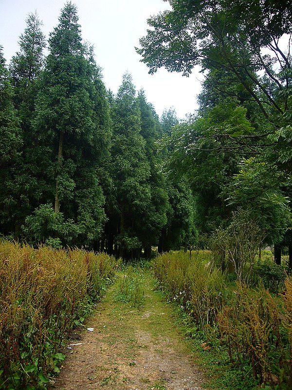 石柱黄水--(千野草场)