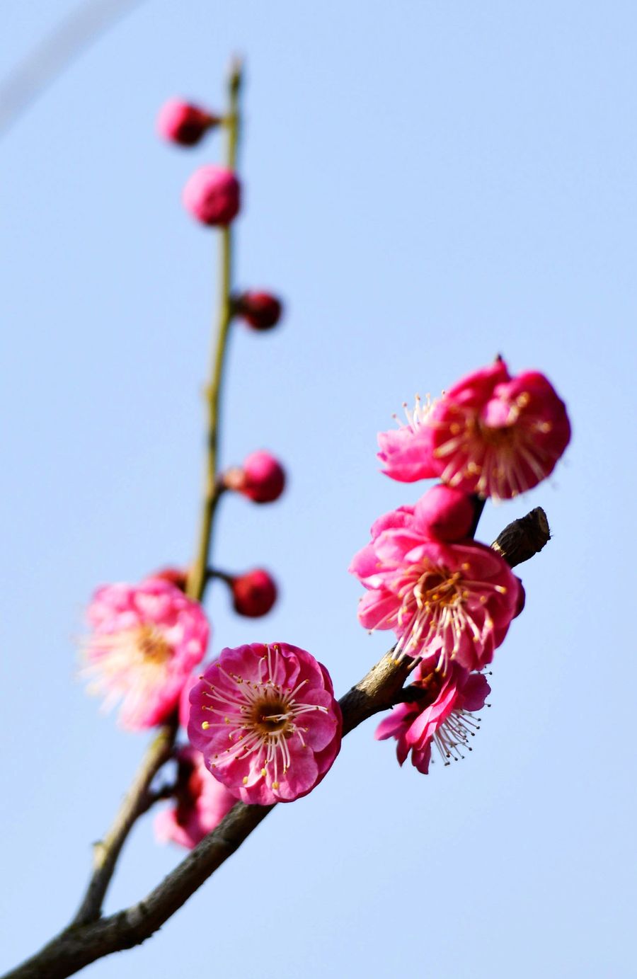 梅花香自苦寒来