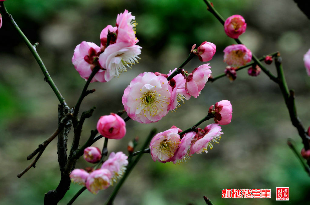 红梅花儿开