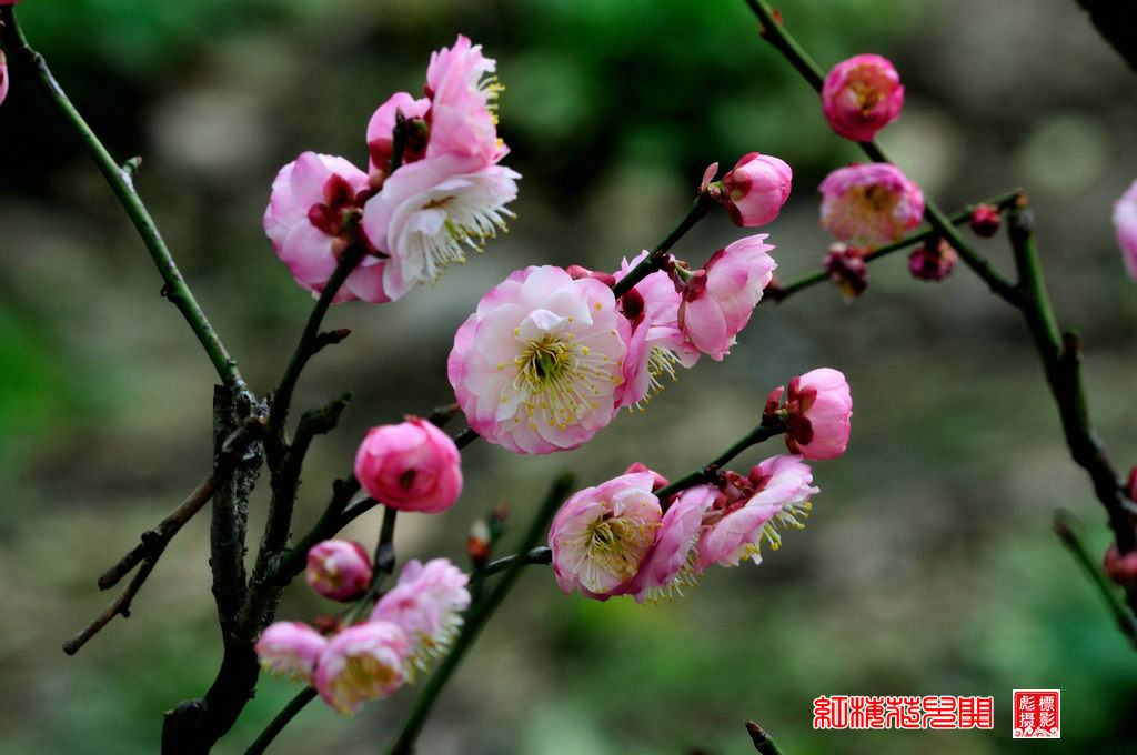 红梅花儿开