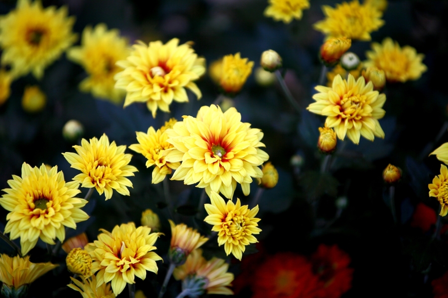 花团锦簇菊