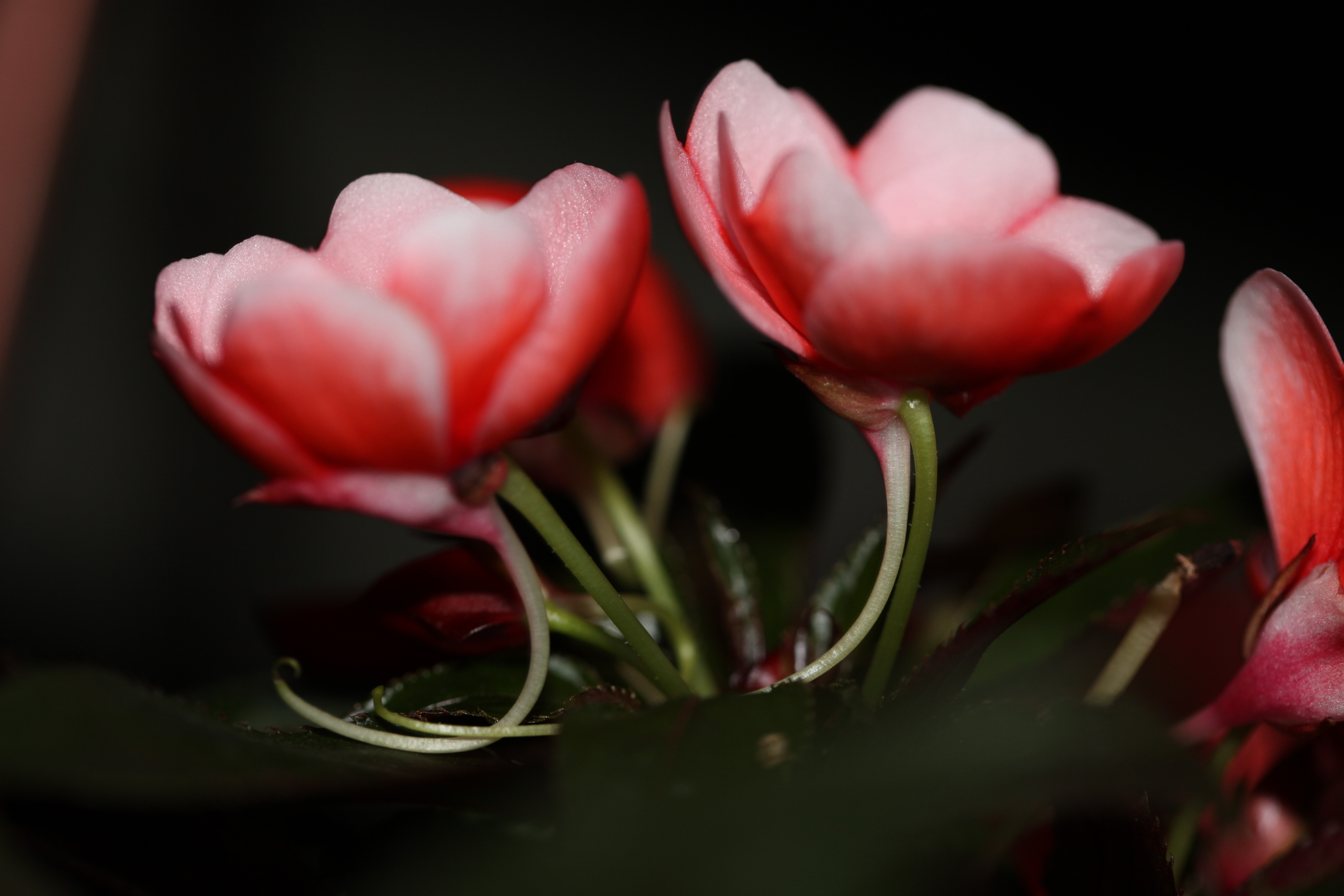 凤仙花3