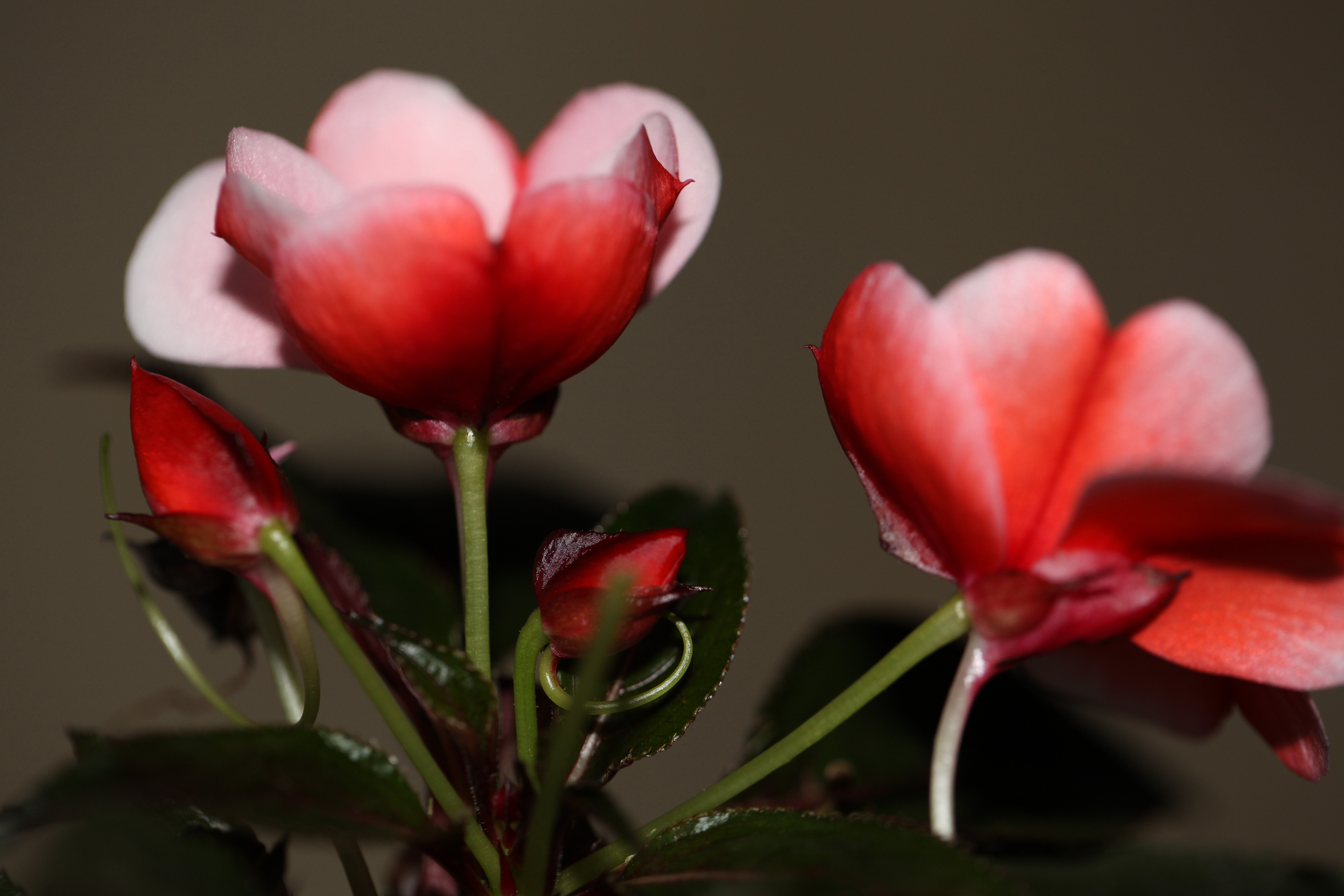 凤仙花3