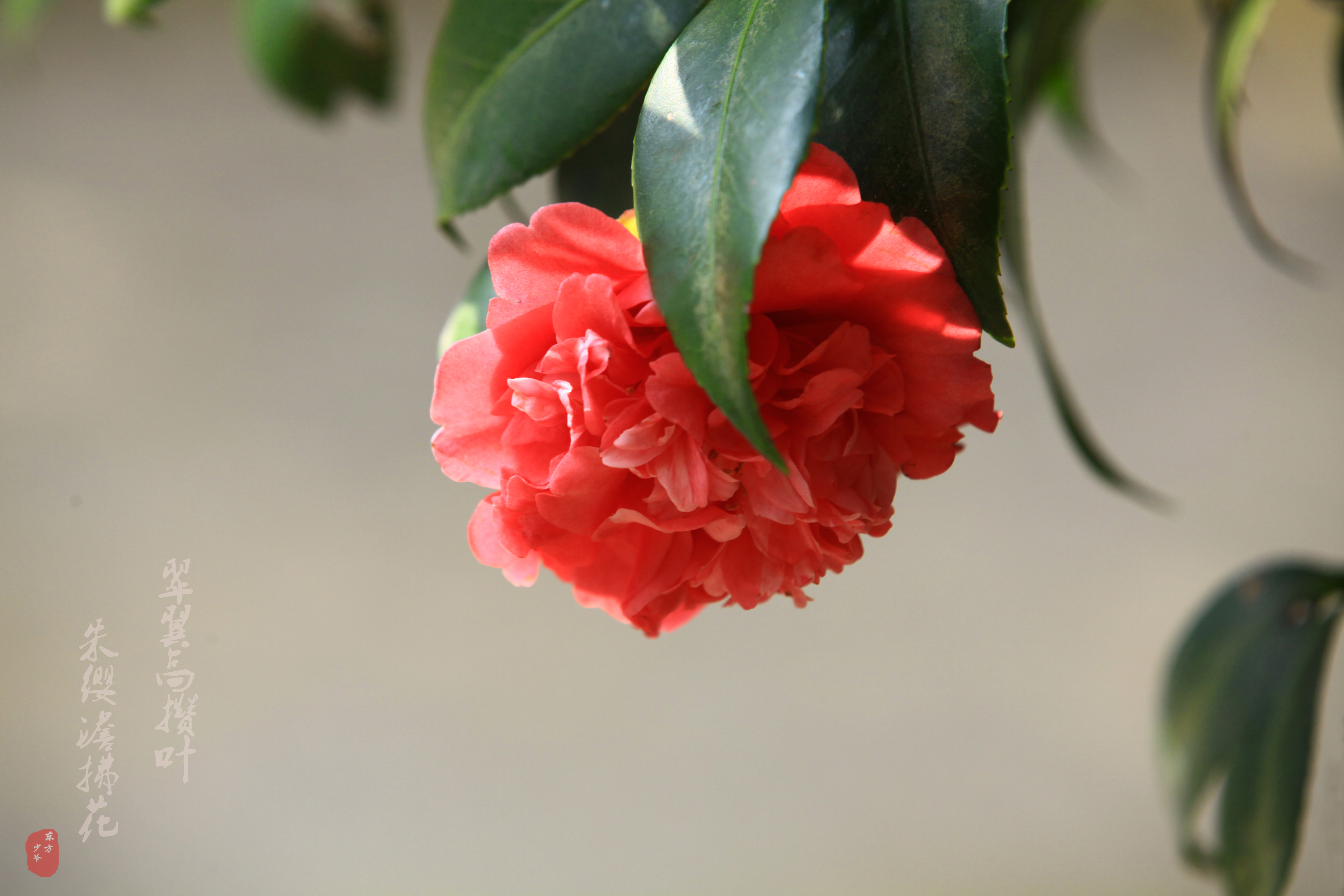 茶花