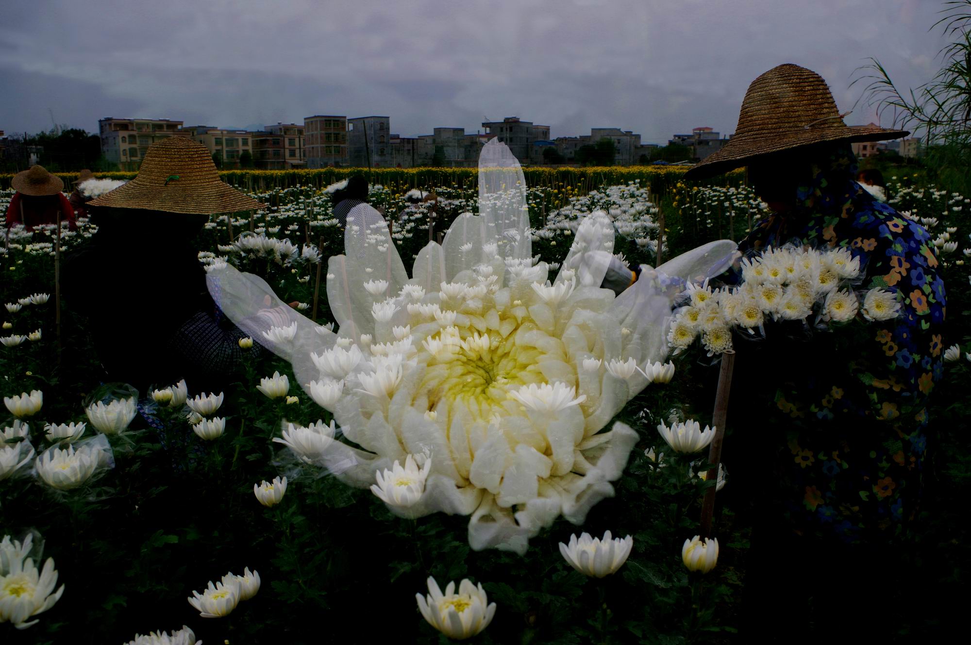 采菊东篱下悠然见南山.