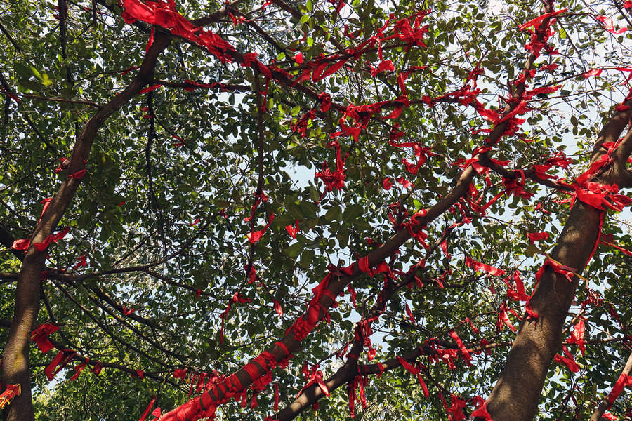 【2016春登广州白云山摩星岭摄影图片】生活