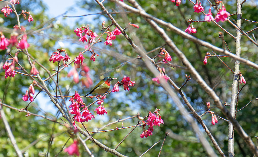 【2016春登广州白云山摩星岭摄影图片】生活