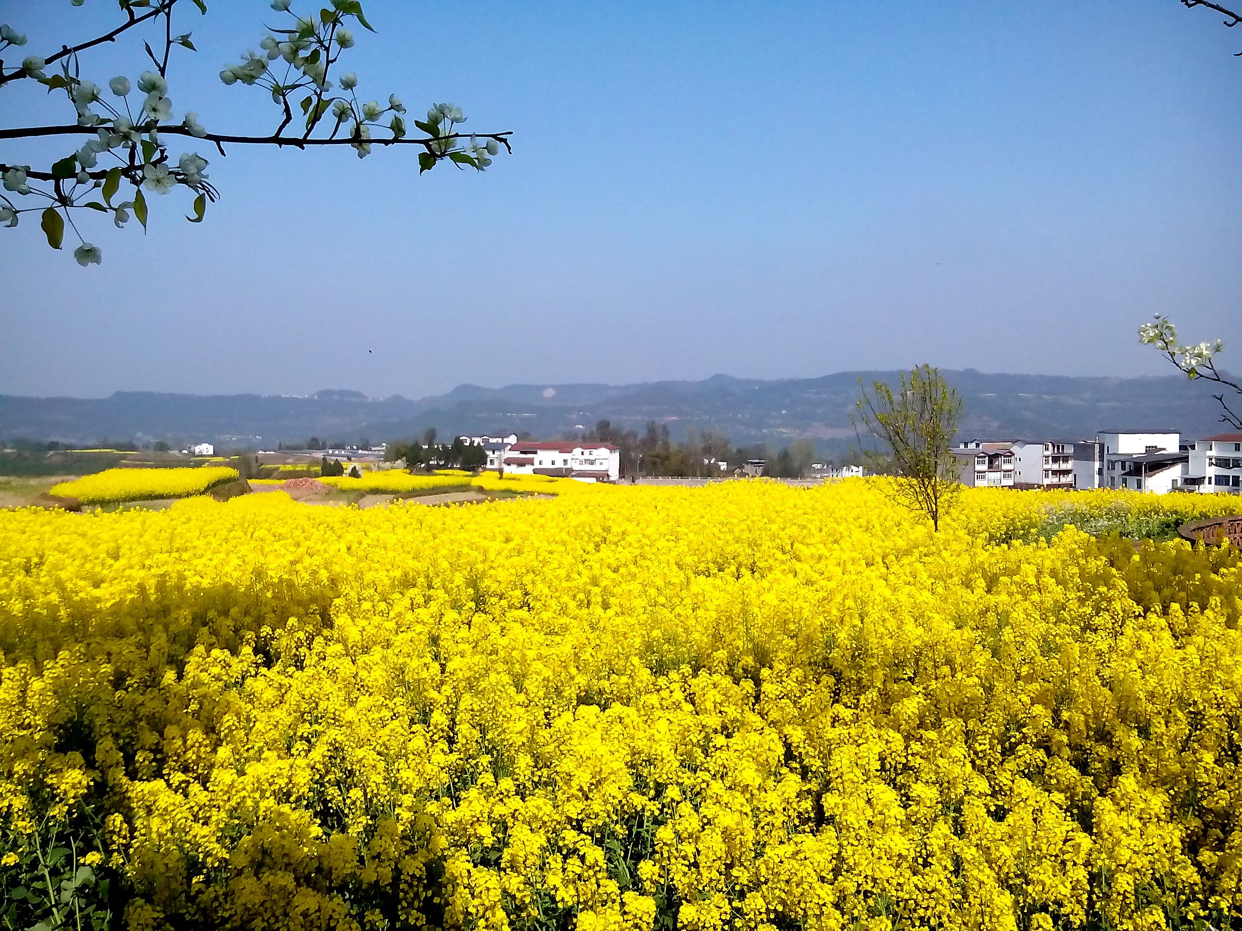 春天,在乡村