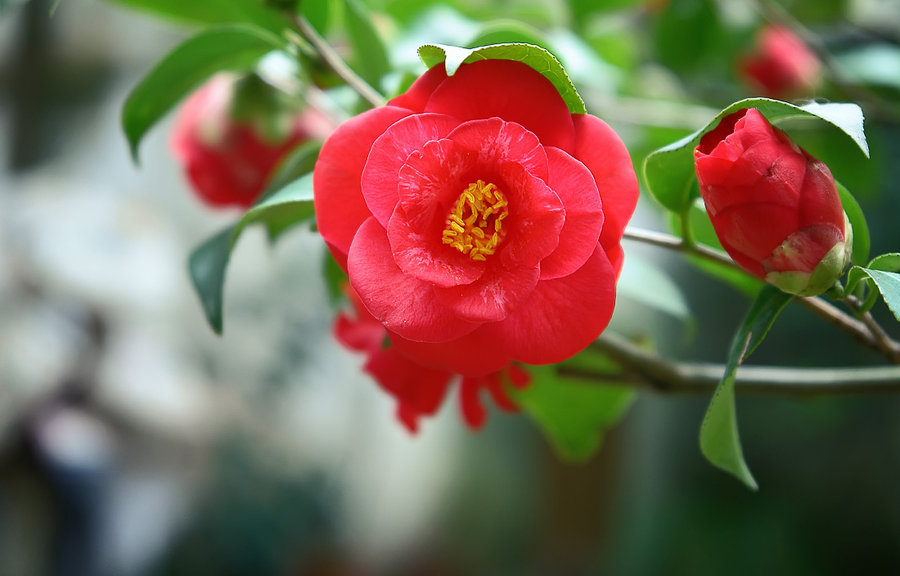 茶花(松子,花鹤翎)