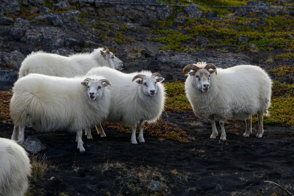【极圈火岛16-冰岛羊摄影图片】国外摄影_小天地_电脑