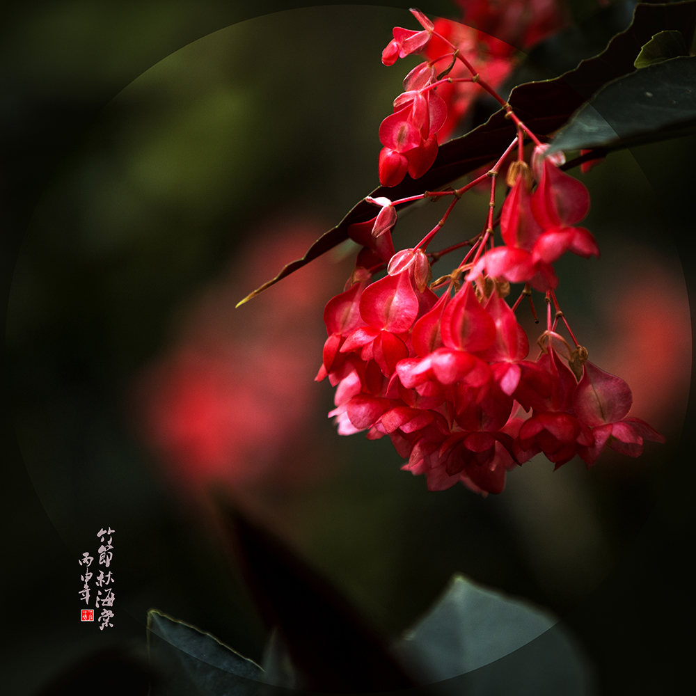 【竹节秋海棠摄影图片】生态摄影_胡晨梦悦_太平洋网