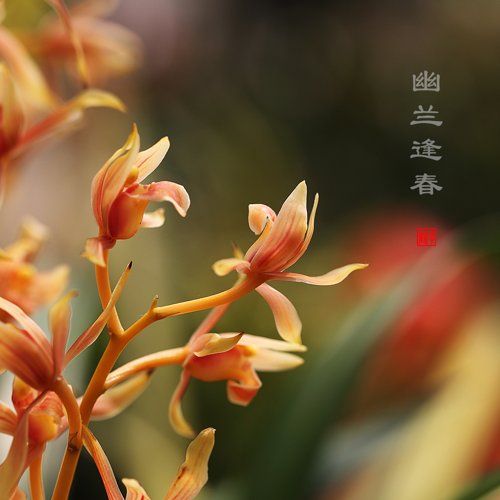 幽兰逢春