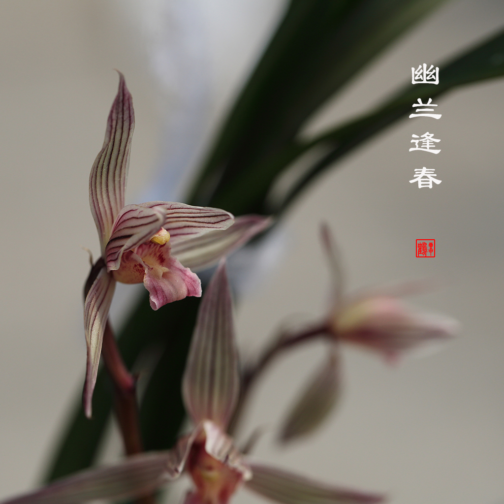 幽兰逢春