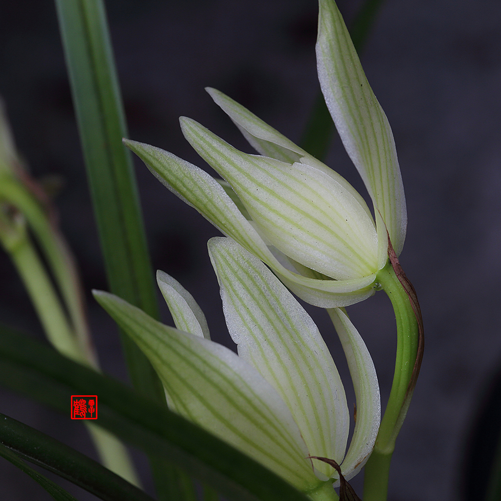 幽兰逢春
