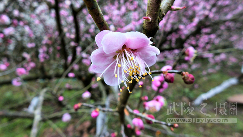 【黄石寨梅花摄影图片】生态摄影_张家界摄影