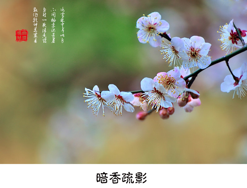 暗香疏影(一)