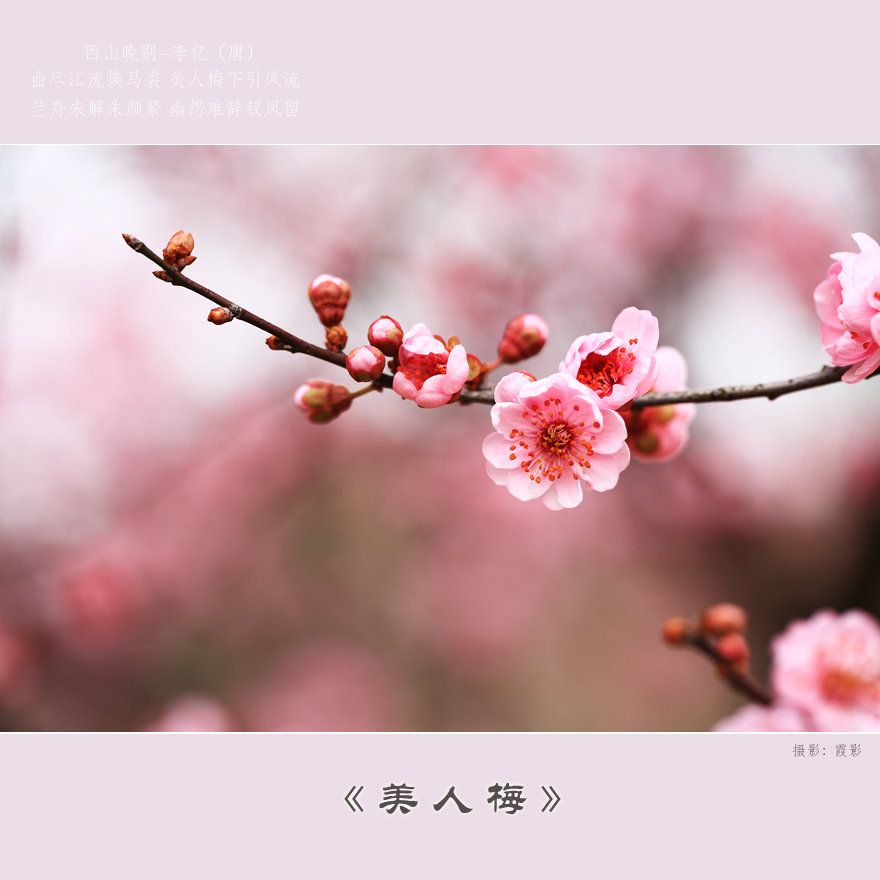 美人梅