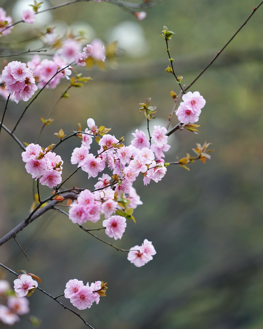 早春二月樱花艳!