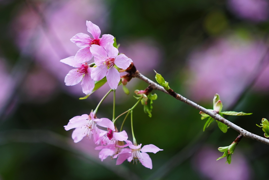 早春二月樱花艳!