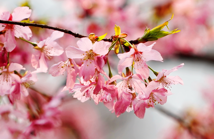 早春二月樱花艳!