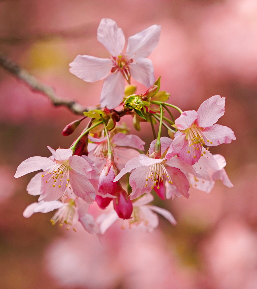 早春二月樱花艳!