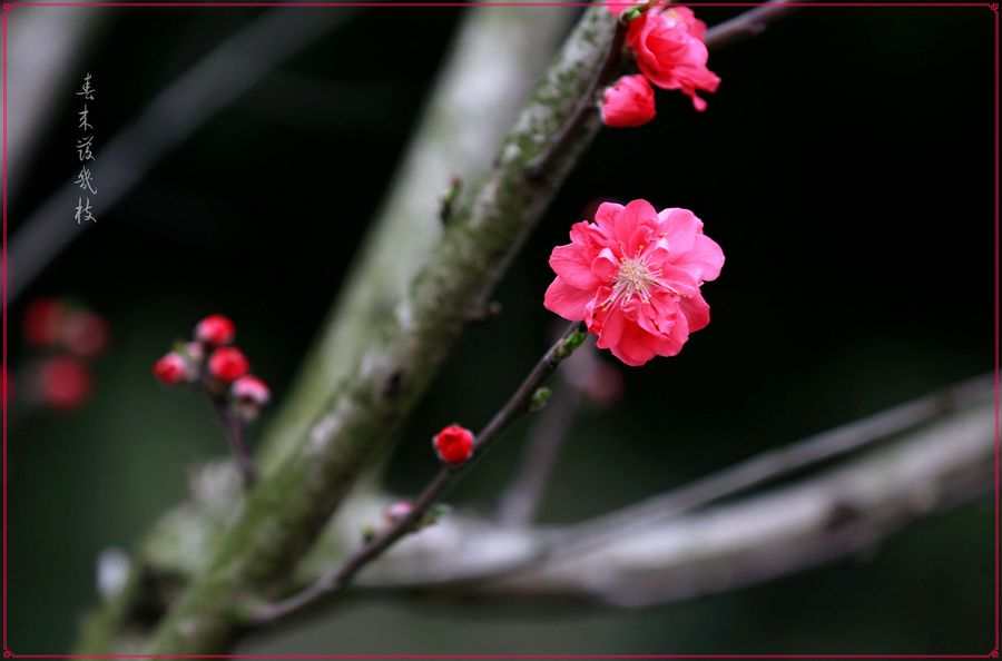 春来发几枝