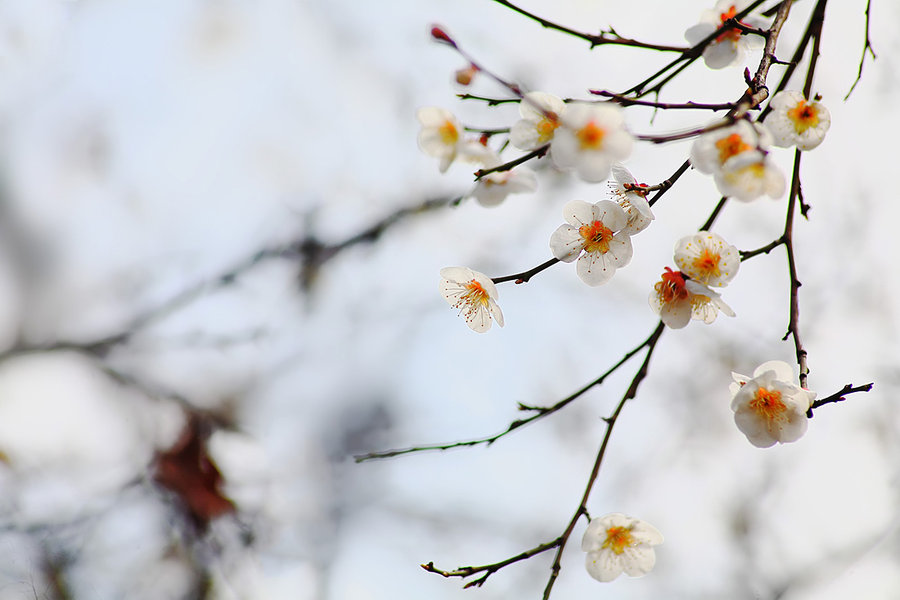 百花齐放