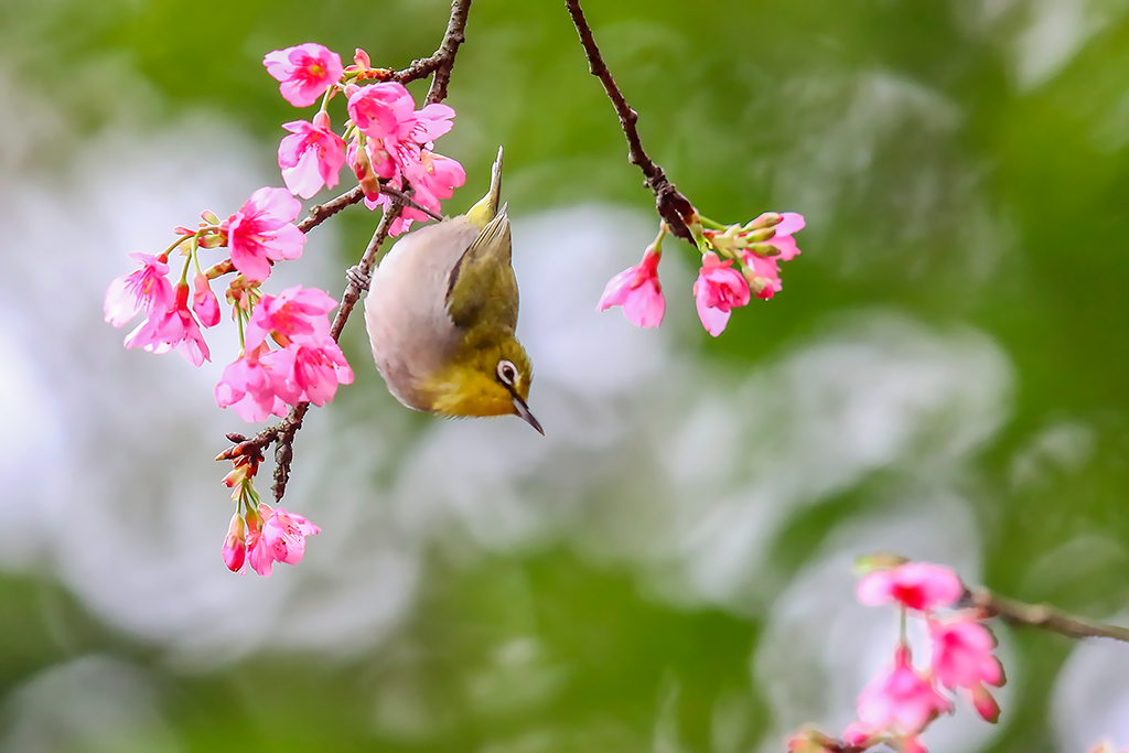 花鸟图