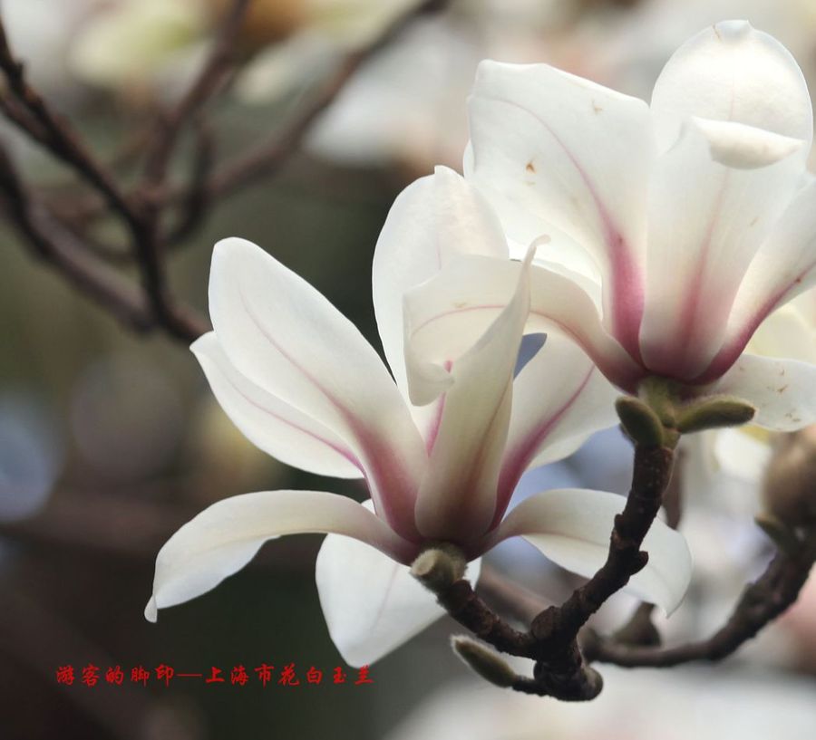 上海市市花