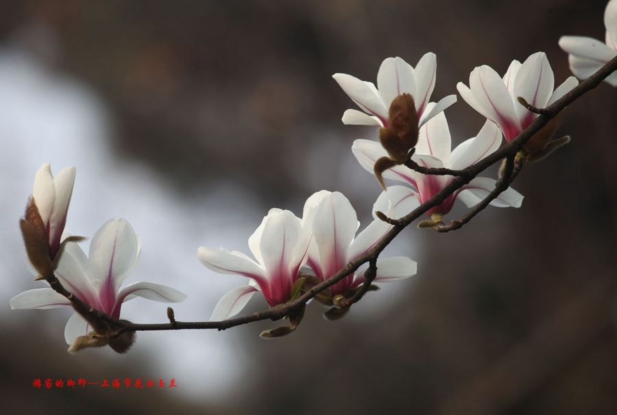 上海市市花