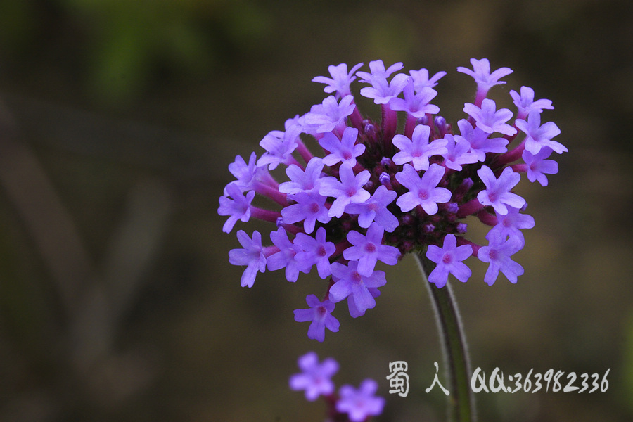 柳叶马鞭草