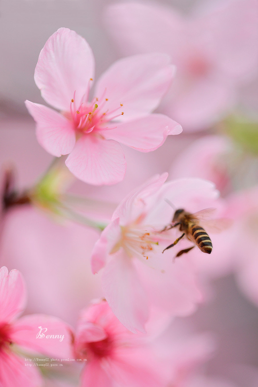 樱花·遇