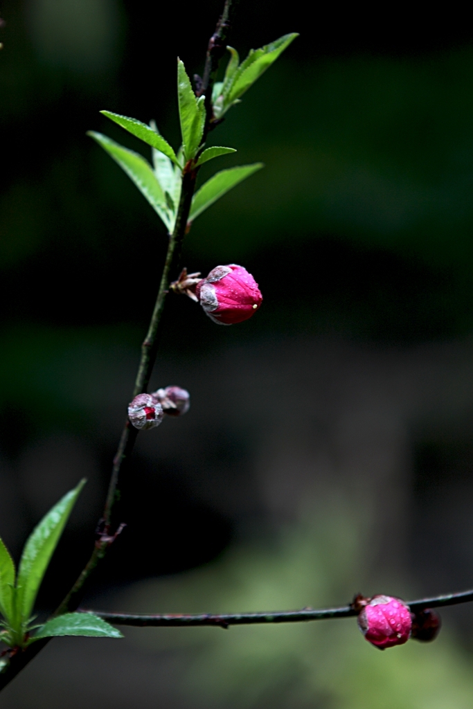 雨中赏桃花