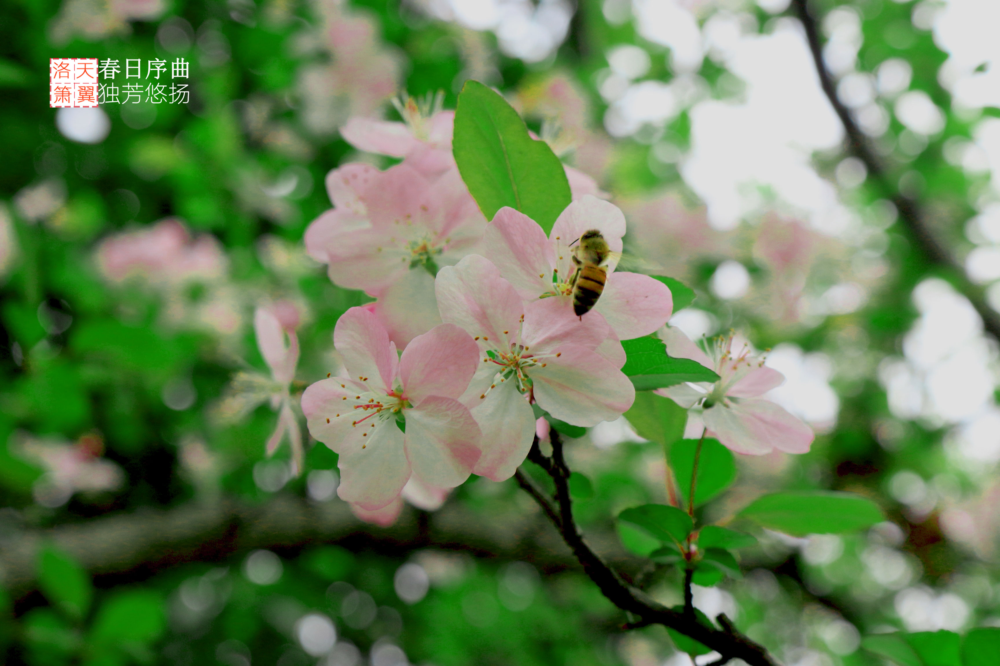 春日序曲 独芳悠扬