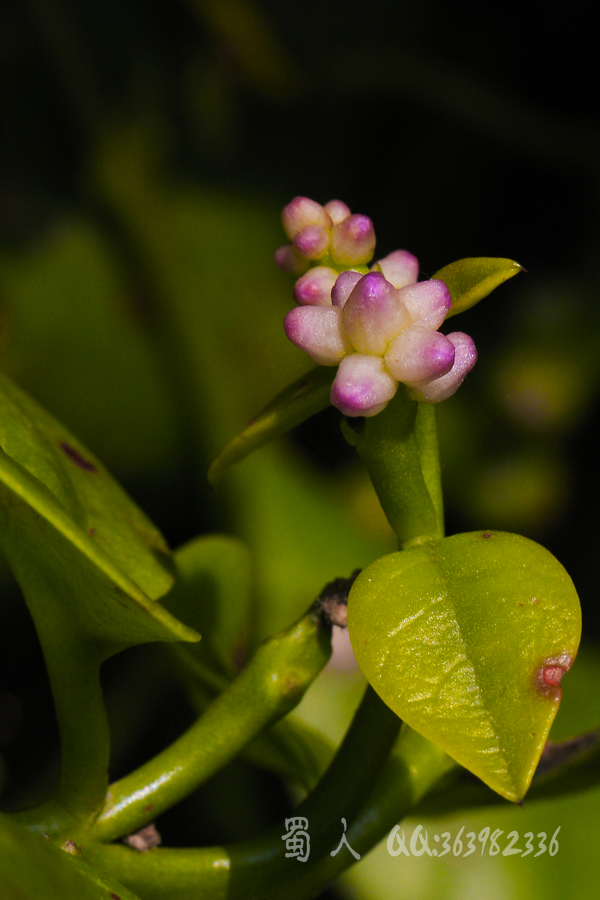 木耳菜