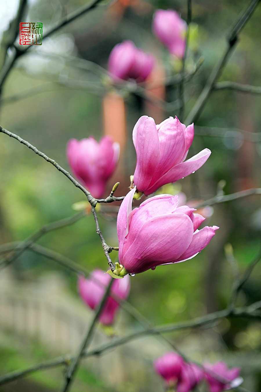 玉兰花