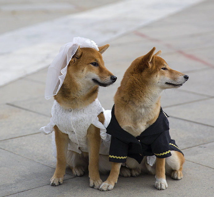 【狗狗婚礼摄影图片】生活摄影